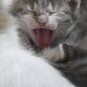 alimentation chaton