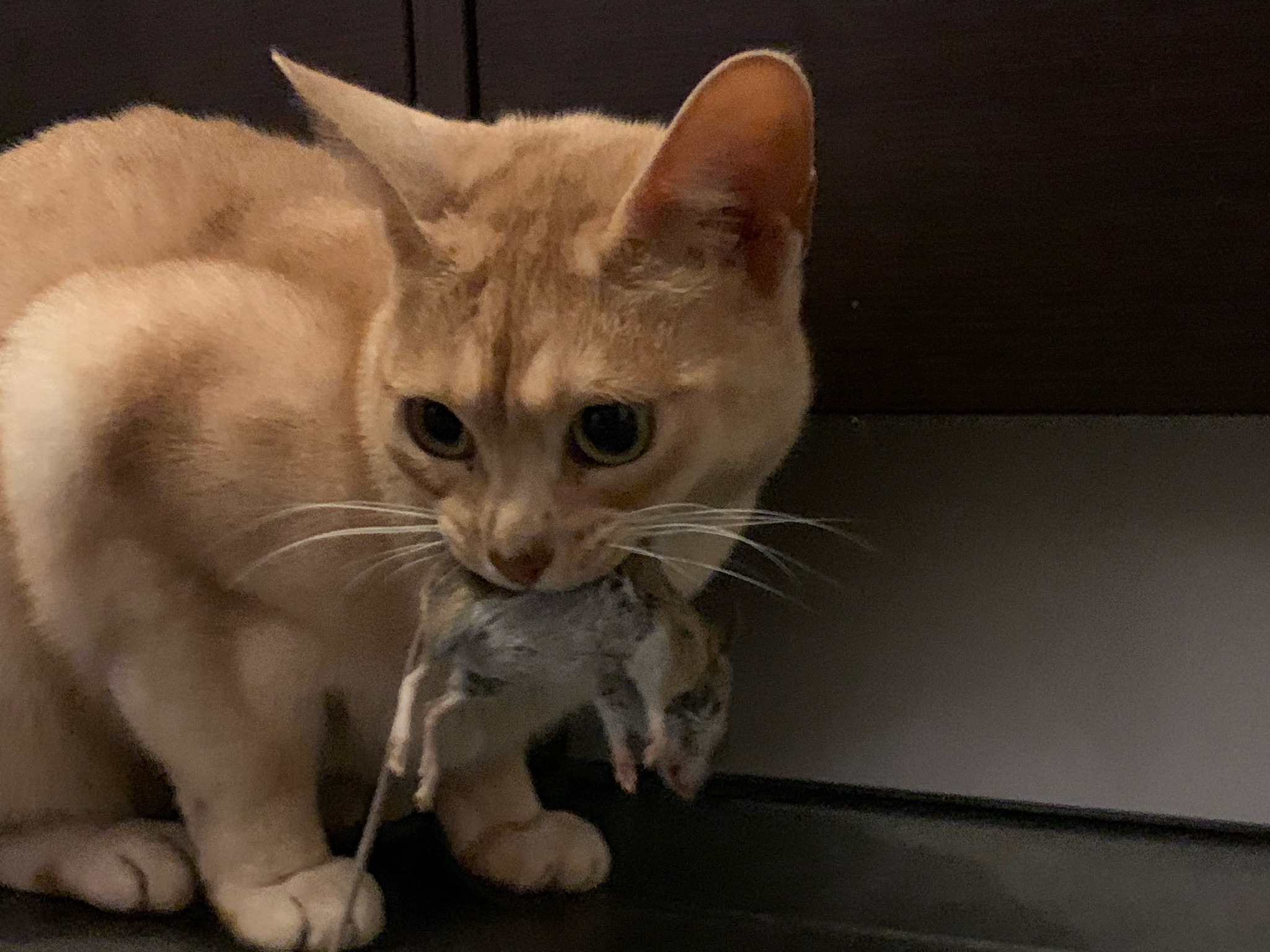recipe for a cat